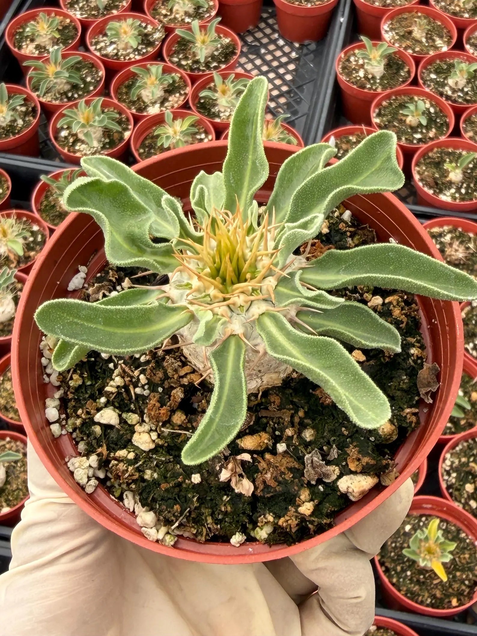 Pachypodium namaquanum Seed Grown #142 | Rare Live Succulent Plant