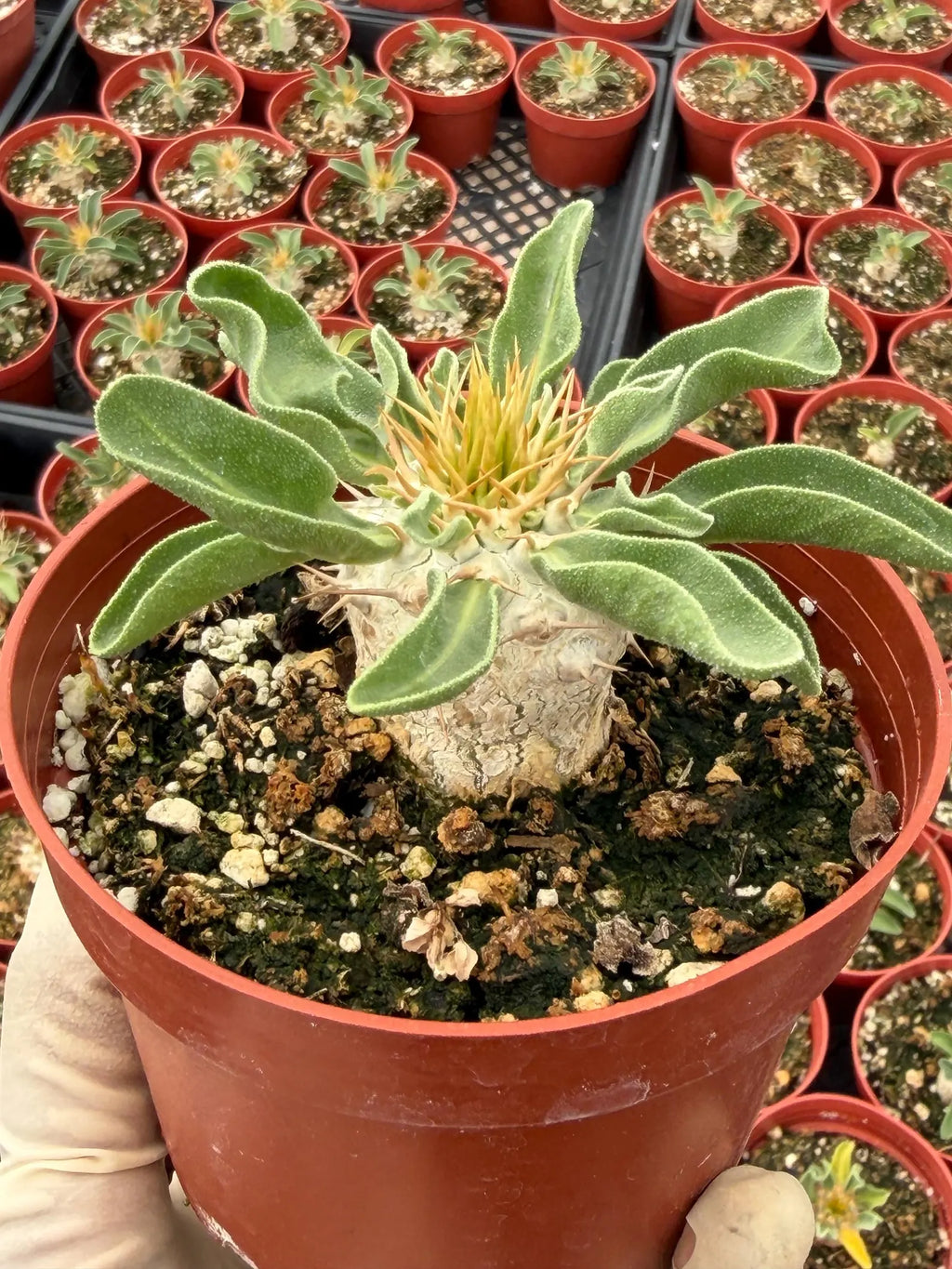 Pachypodium namaquanum Seed Grown #142 | Rare Live Succulent Plant