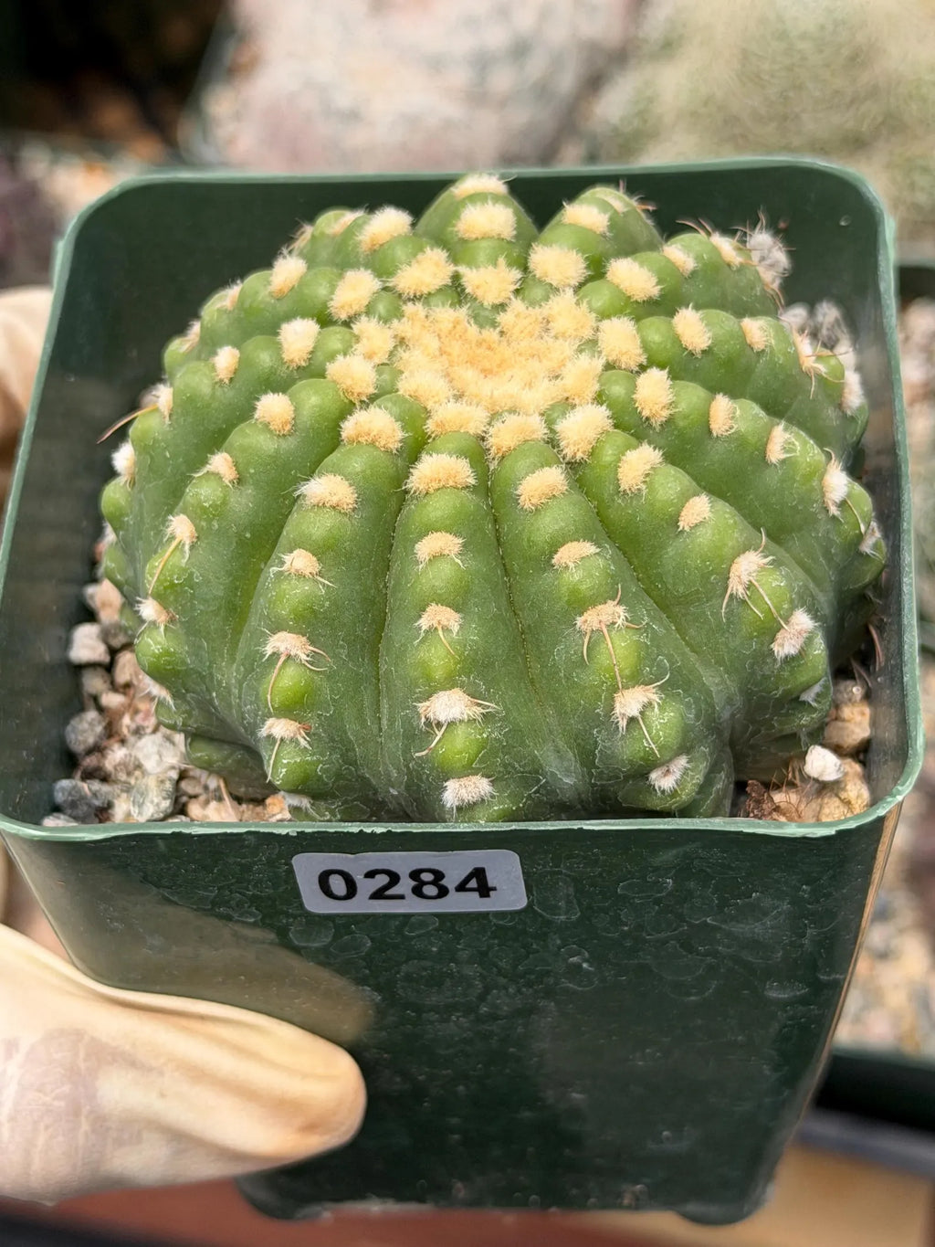 Rare Notocactus Ball Cactus Live Plant | 3.5-Inch Exotic Cactus Succulent | Collector Plant #284