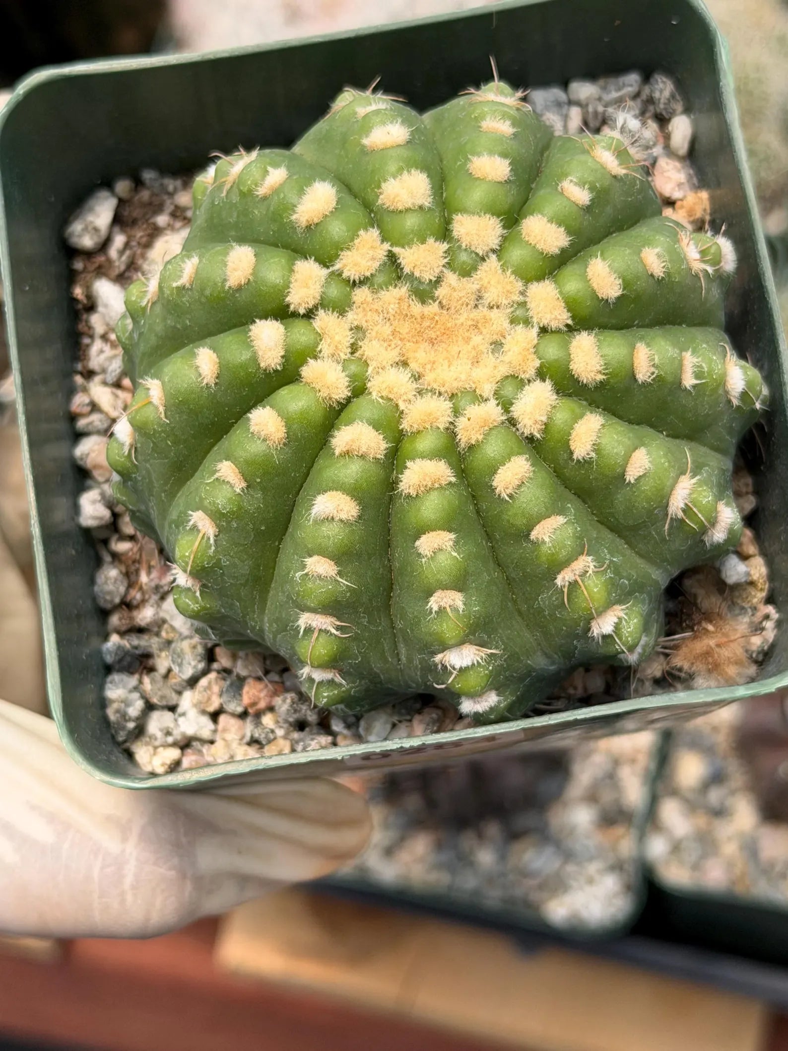 Rare Notocactus Ball Cactus Live Plant | 3.5-Inch Exotic Cactus Succulent | Collector Plant #284