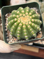 Rare Notocactus Ball Cactus Live Plant | 3.5-Inch Exotic Cactus Succulent | Collector Plant #284