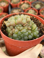 Haworthia Cooperi Truncata Cluster | Rare Live Succulent Plant | Easy Care Indoor Plant