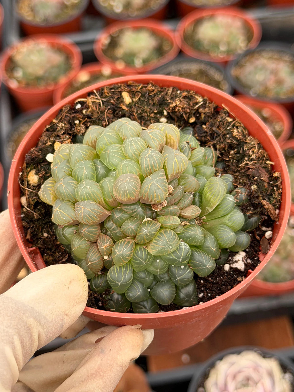 Haworthia Cooperi Truncata Cluster | Rare Live Succulent Plant | Easy Care Indoor Plant