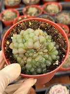 Haworthia Cooperi Truncata Cluster | Rare Live Succulent Plant | Easy Care Indoor Plant