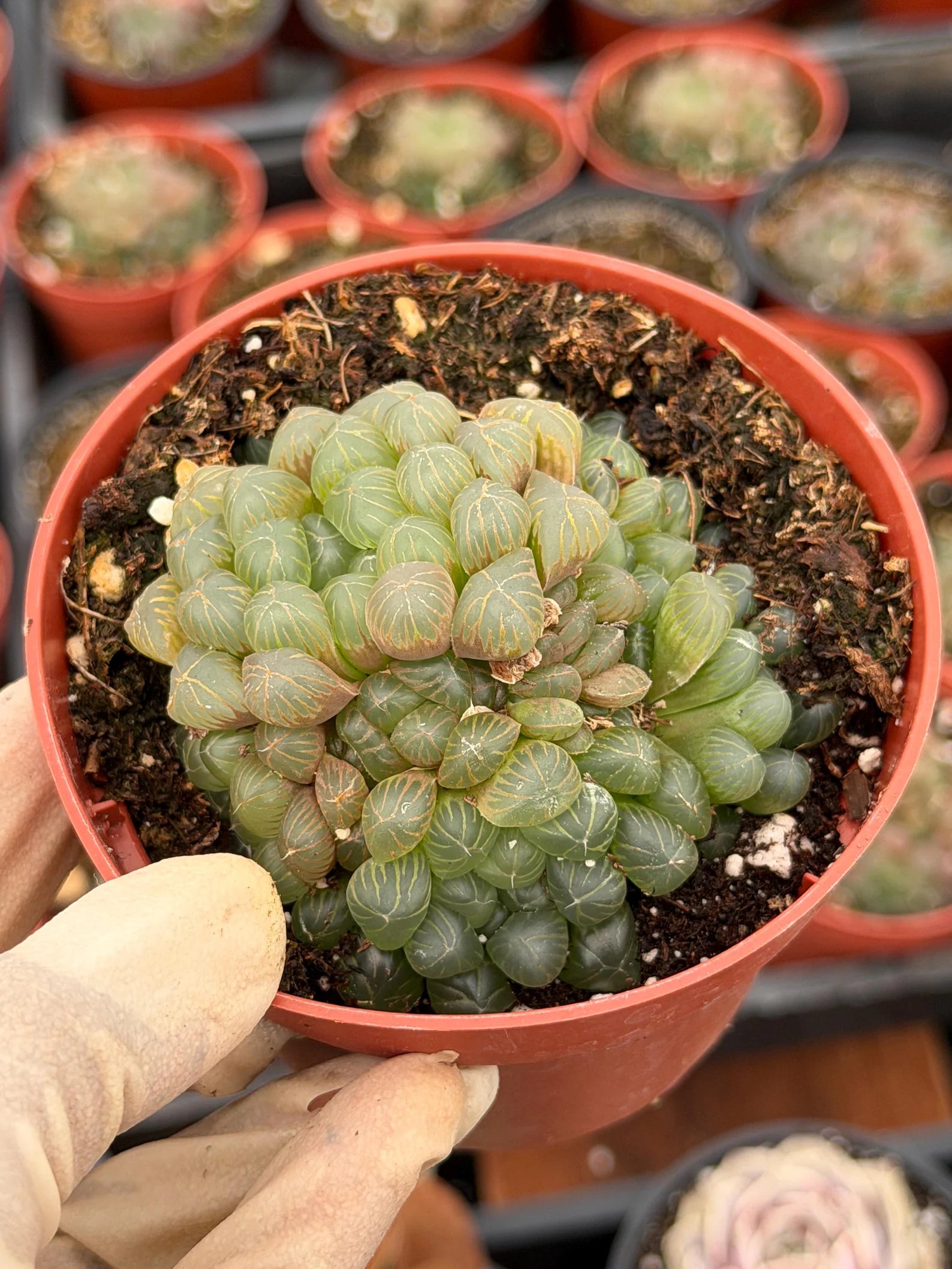 Haworthia Cooperi Truncata Cluster | Rare Live Succulent Plant | Easy Care Indoor Plant