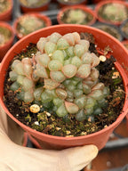 Haworthia Cooperi Truncata Cluster | Rare Live Succulent Plant | Easy Care Indoor Plant