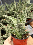 Tiger Aloe with Pup | Live Aloe Succulent Plant | Easy Care Indoor & Outdoor Plant