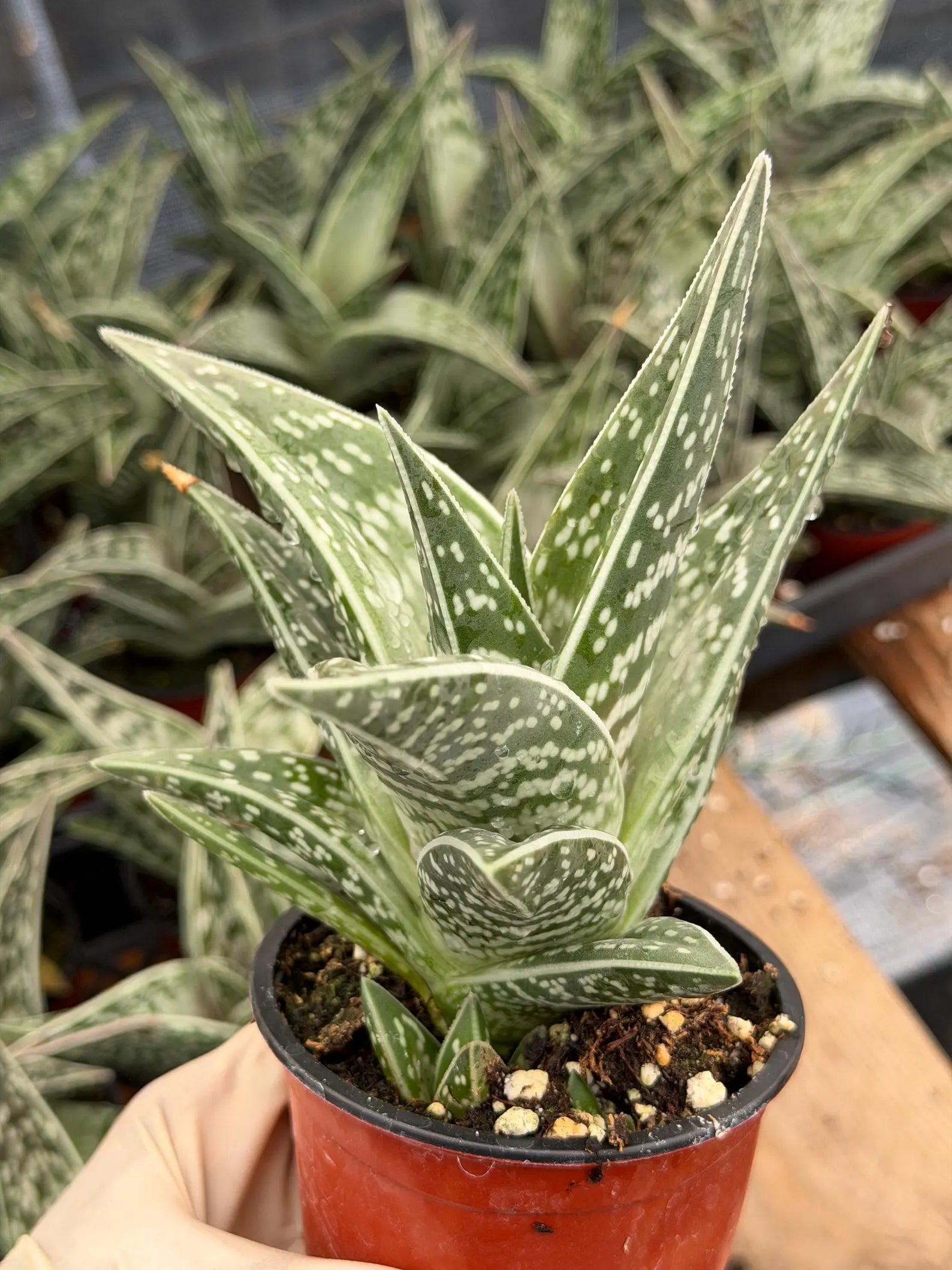 Tiger Aloe with Pup | Live Aloe Succulent Plant | Easy Care Indoor & Outdoor Plant