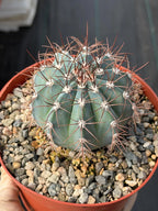 6-Inch Melocactus Azureus | Blue Turk's Cap Cactus