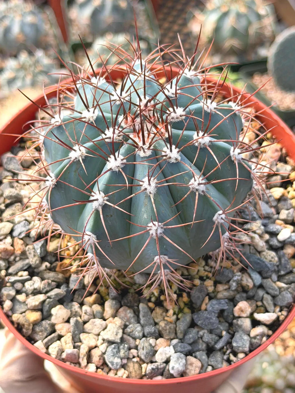 6-Inch Melocactus Azureus | Blue Turk's Cap Cactus