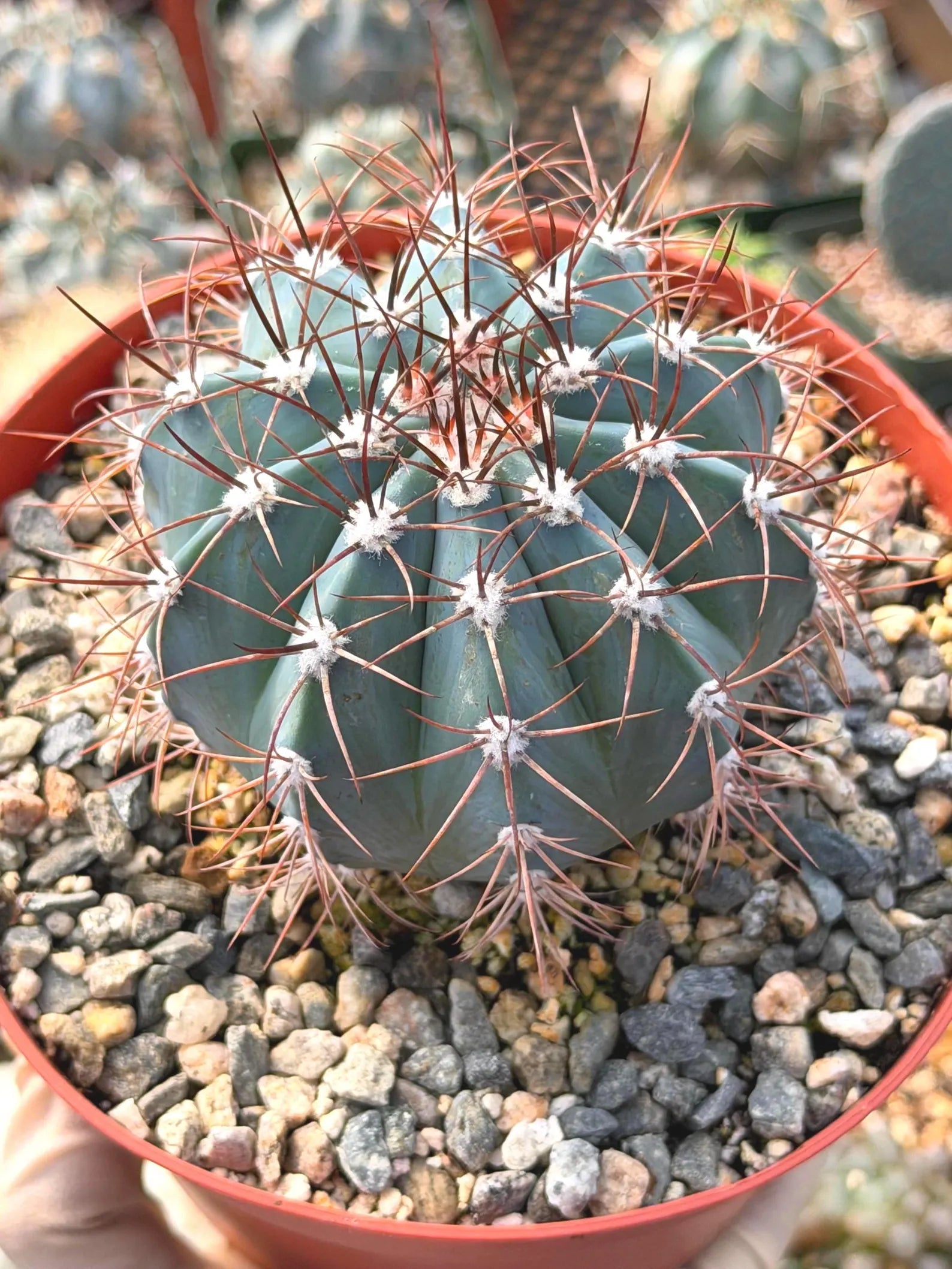 6-Inch Melocactus Azureus | Blue Turk's Cap Cactus