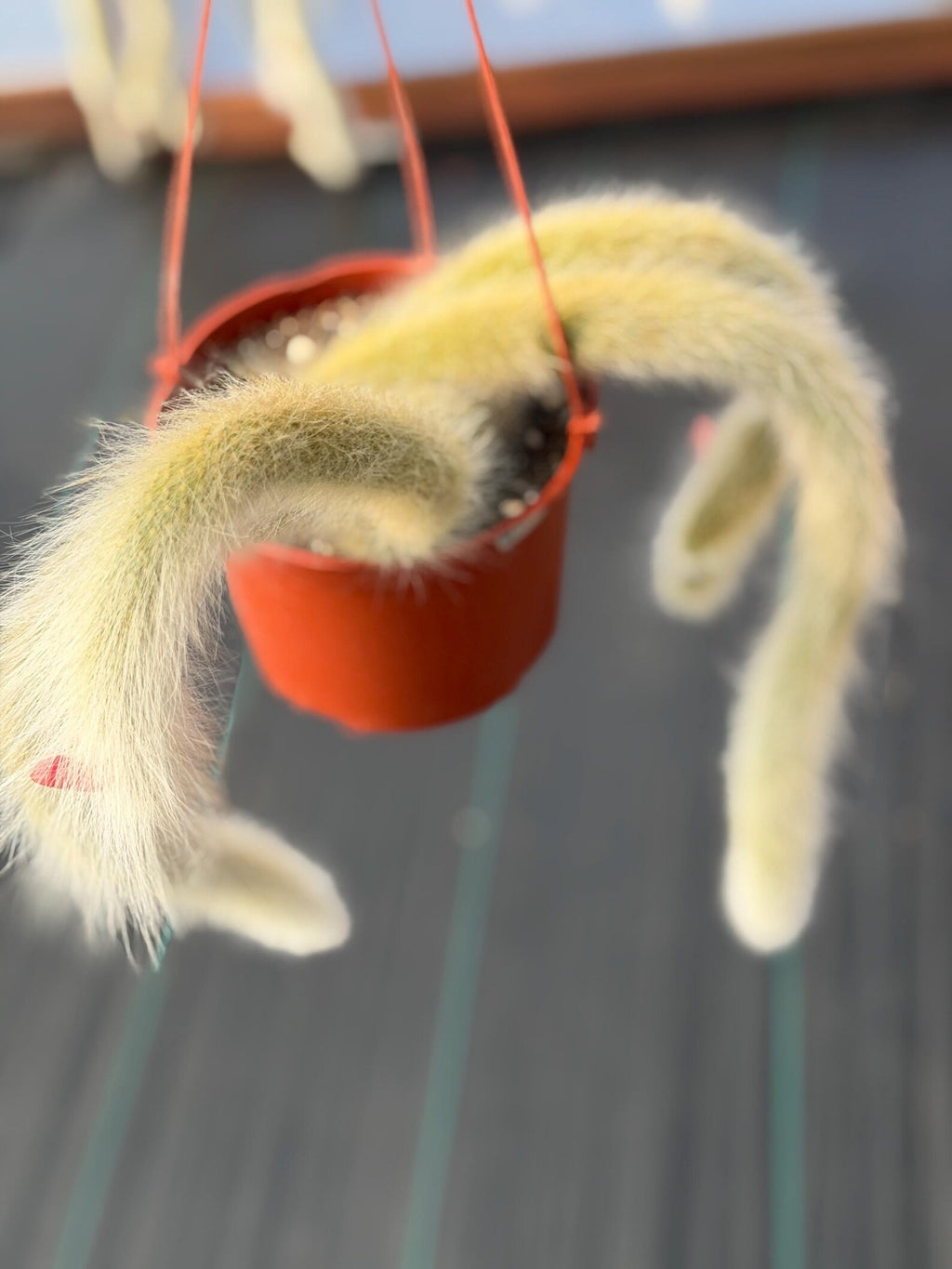 Monkey Tail Cactus #304 | Rare Trailing Succulent | Fuzzy Hanging Plant | Collector’s Choice | 12'' Length
