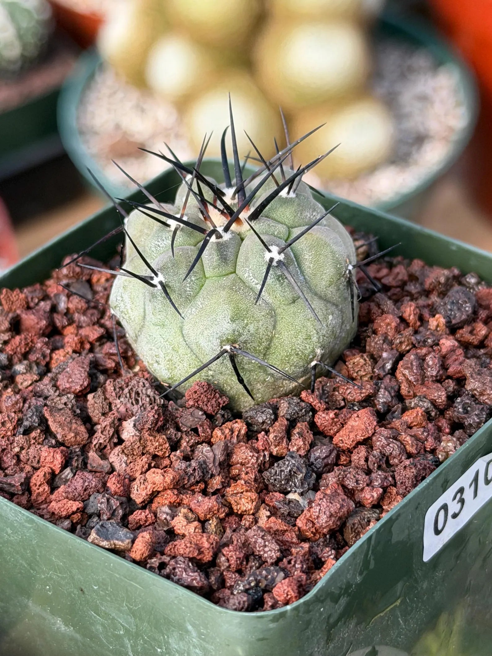 Copiapoa Cinerea Rare Seed Grown Live Cactus – Exact Collector Plant #310