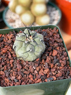 Copiapoa Cinerea Rare Seed Grown Live Cactus – Exact Collector Plant #310