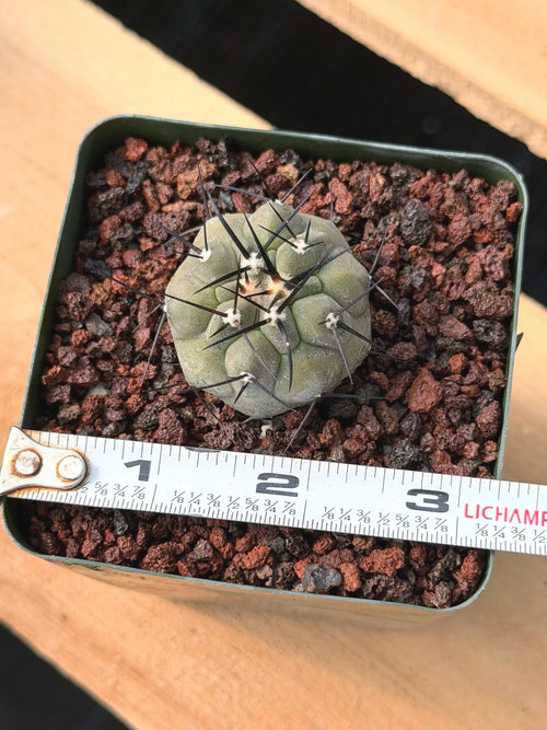 Copiapoa Cinerea Rare Seed Grown Live Cactus – Exact Collector Plant #310