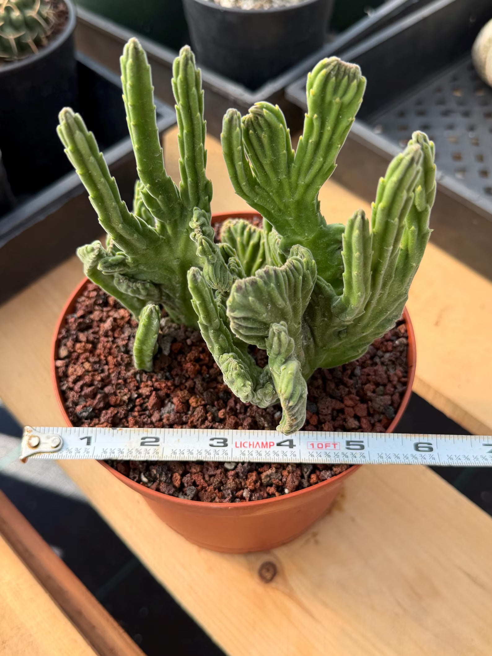 Rare Crested Stapelia Leendertziae Live Succulent – Exact Collector Plant #370