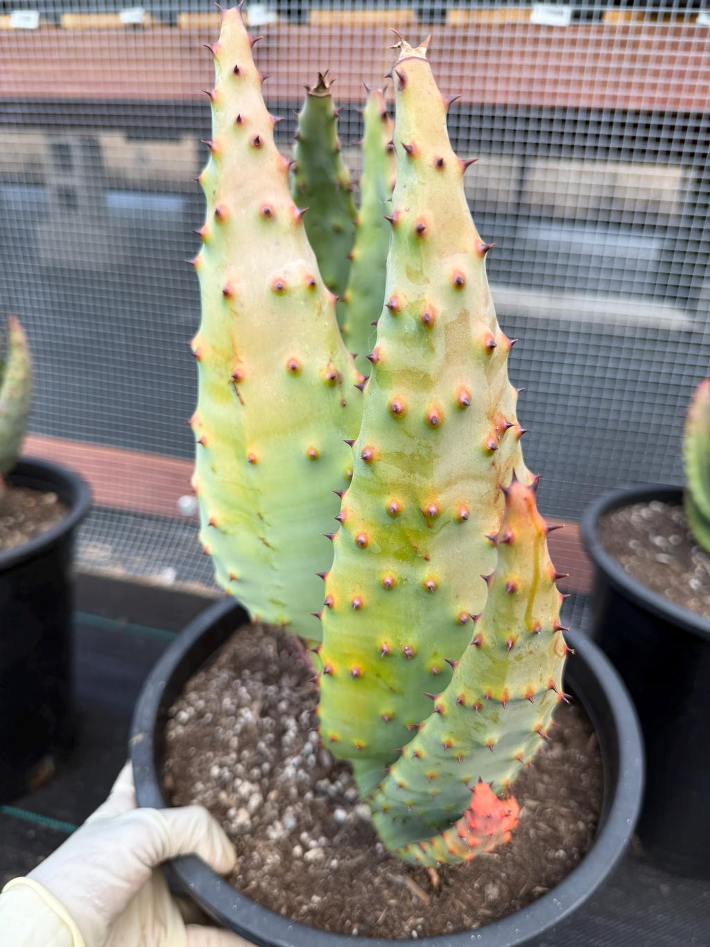 Aloe Marlothii Rare Live Succulent – Exact Collector Plant #156