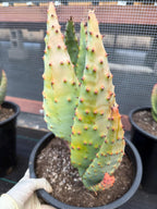 Aloe Marlothii Rare Live Succulent – Exact Collector Plant #156