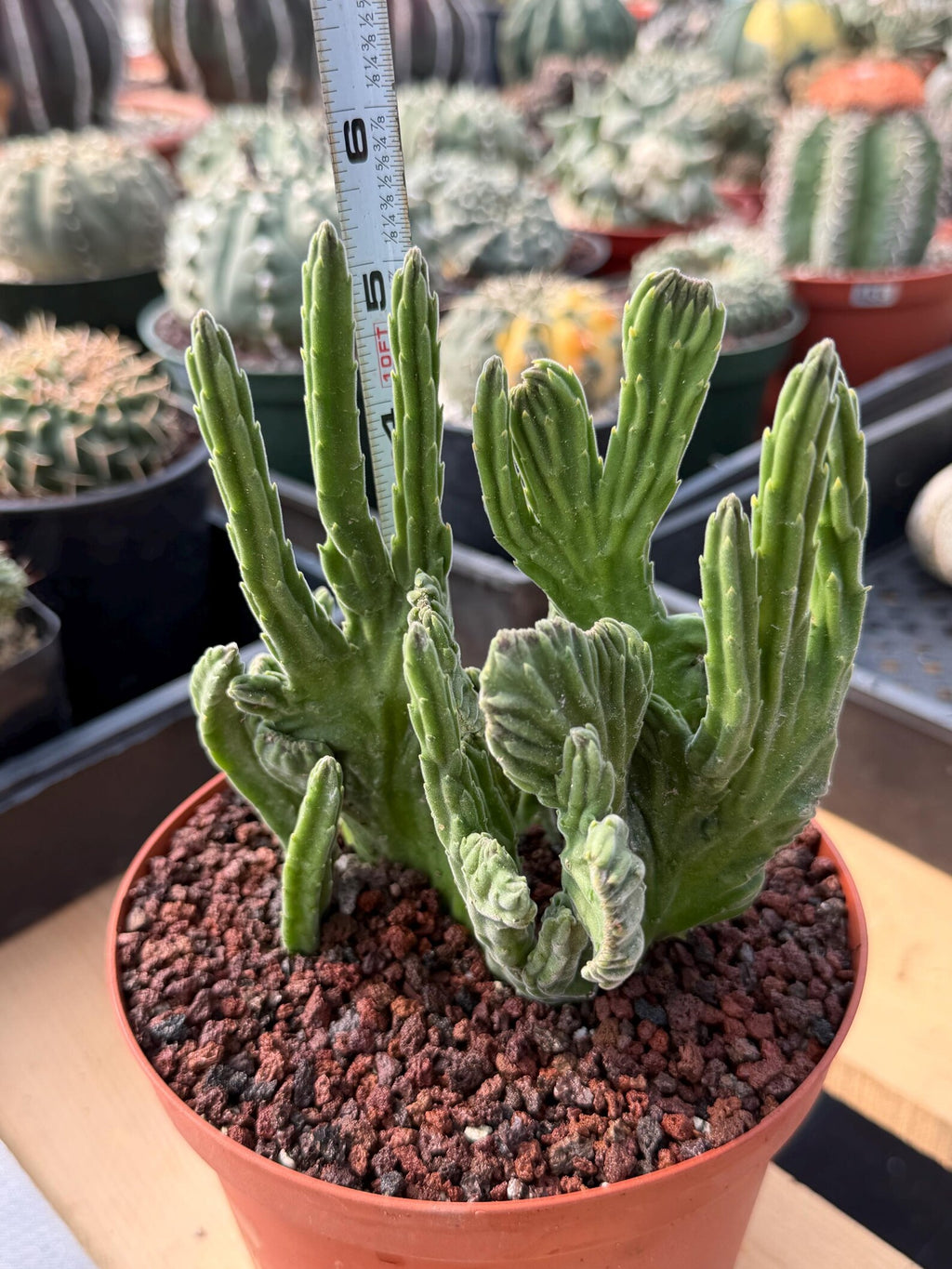 Rare Crested Stapelia Leendertziae Live Succulent – Exact Collector Plant #370