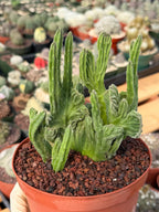 Rare Crested Stapelia Leendertziae Live Succulent – Exact Collector Plant #370