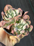 Echeveria Raindrop | Rare Live Succulent Plant | 4 Inch Exact Plant