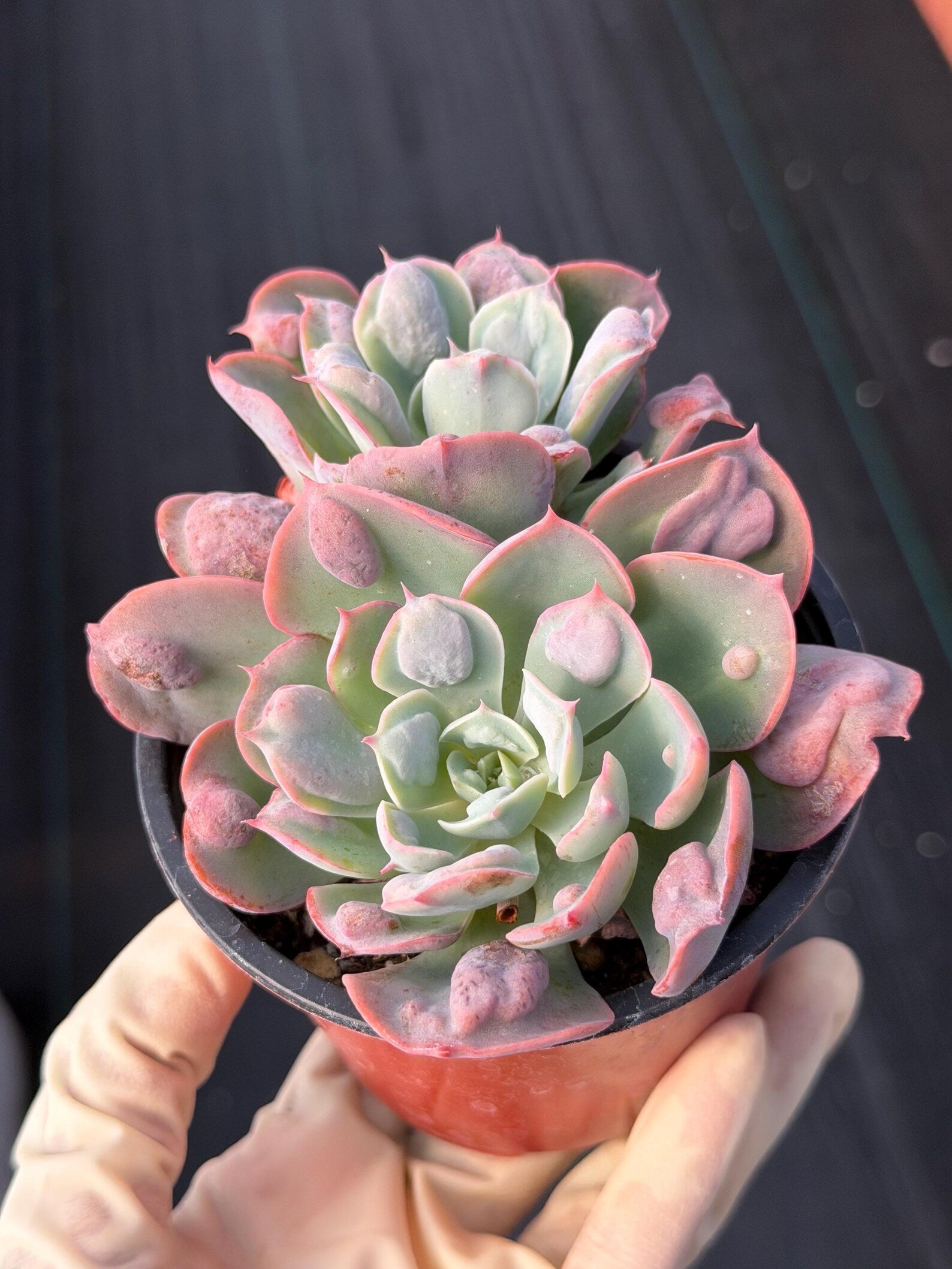 Echeveria Raindrop | Rare Live Succulent Plant | 4 Inch Exact Plant
