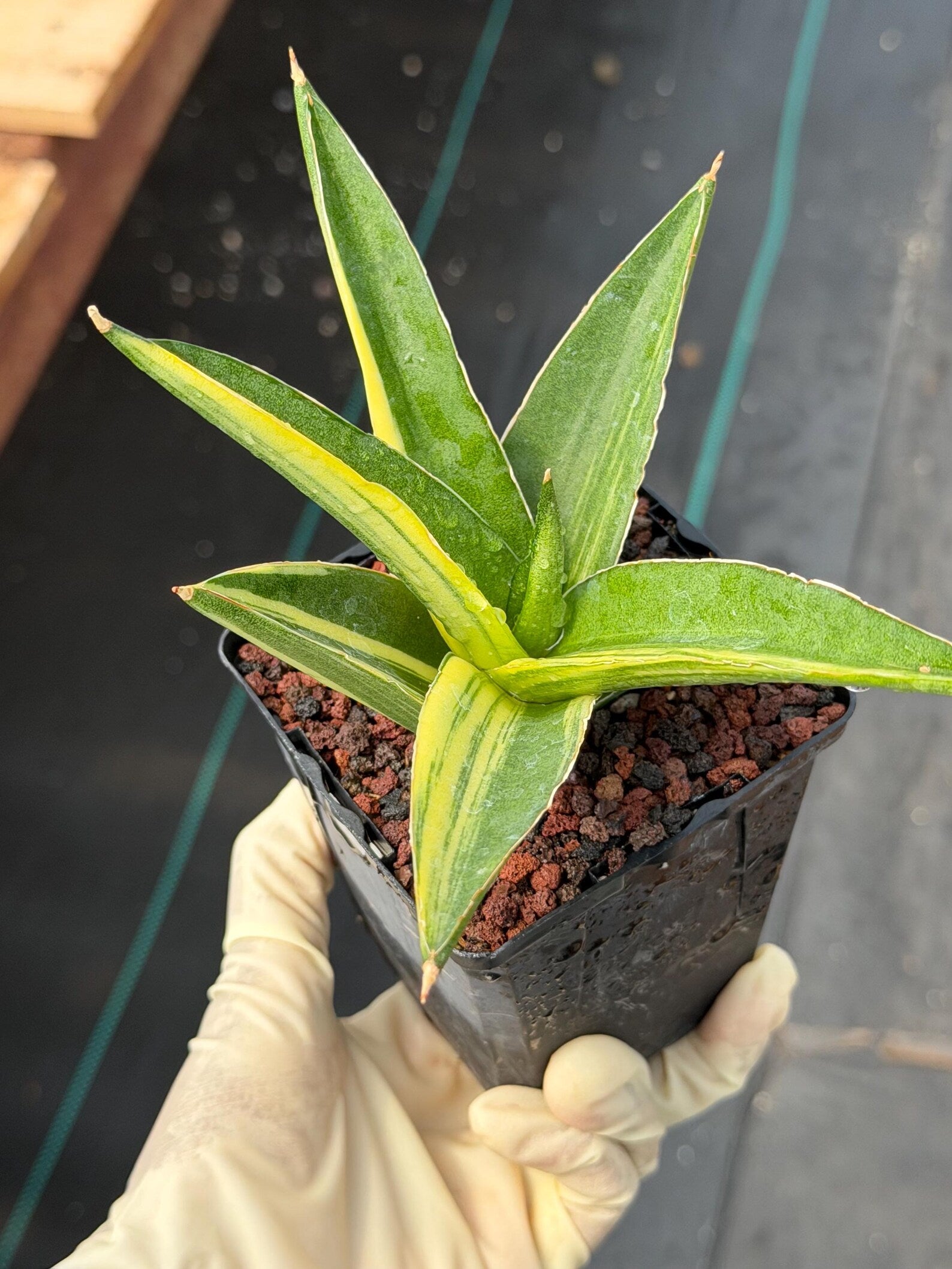 Variegated Sansevieria Suriyothai Rare Live Snake Plant – Exact Houseplant #51