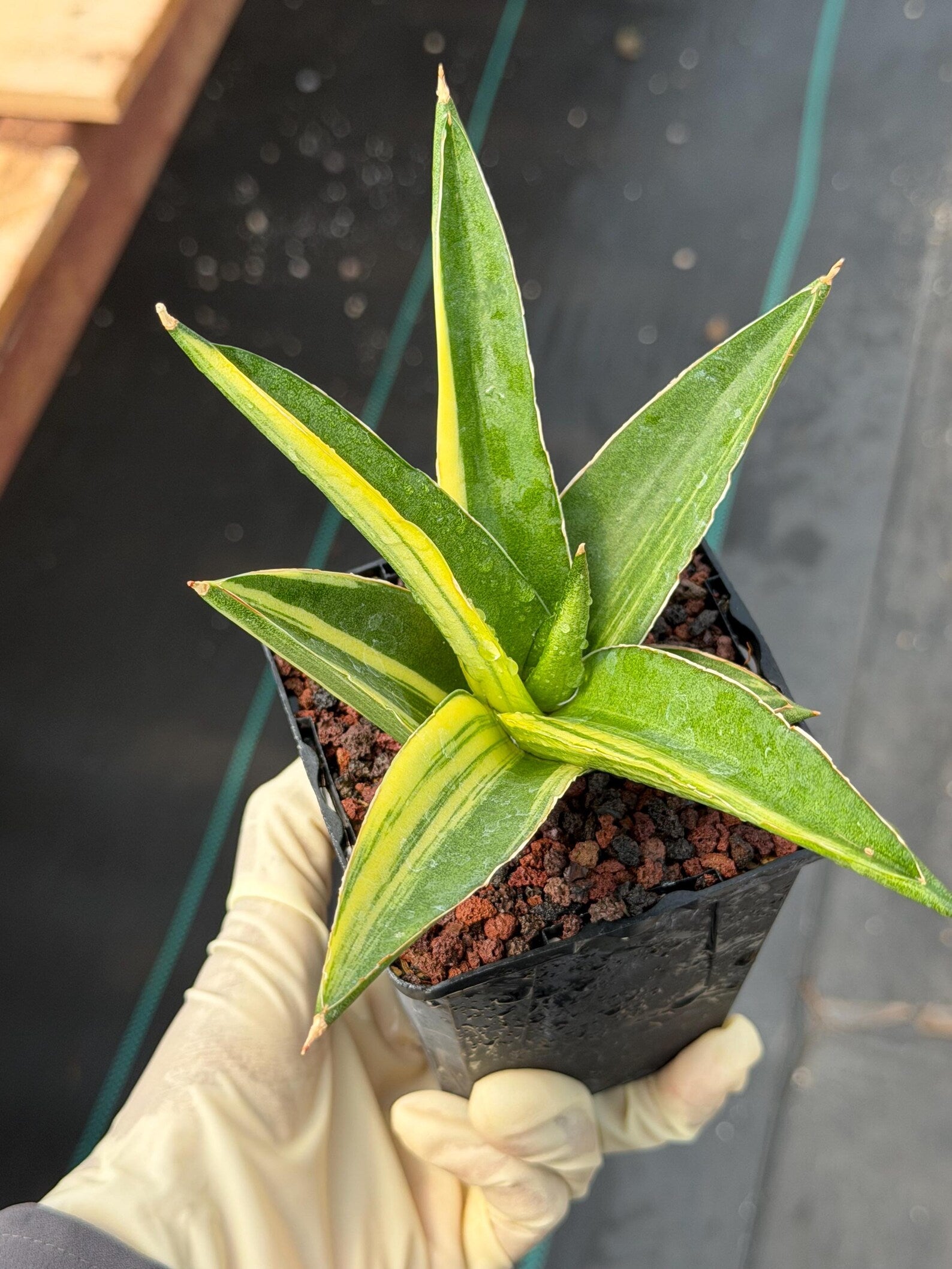 Variegated Sansevieria Suriyothai Rare Live Snake Plant – Exact Houseplant #51