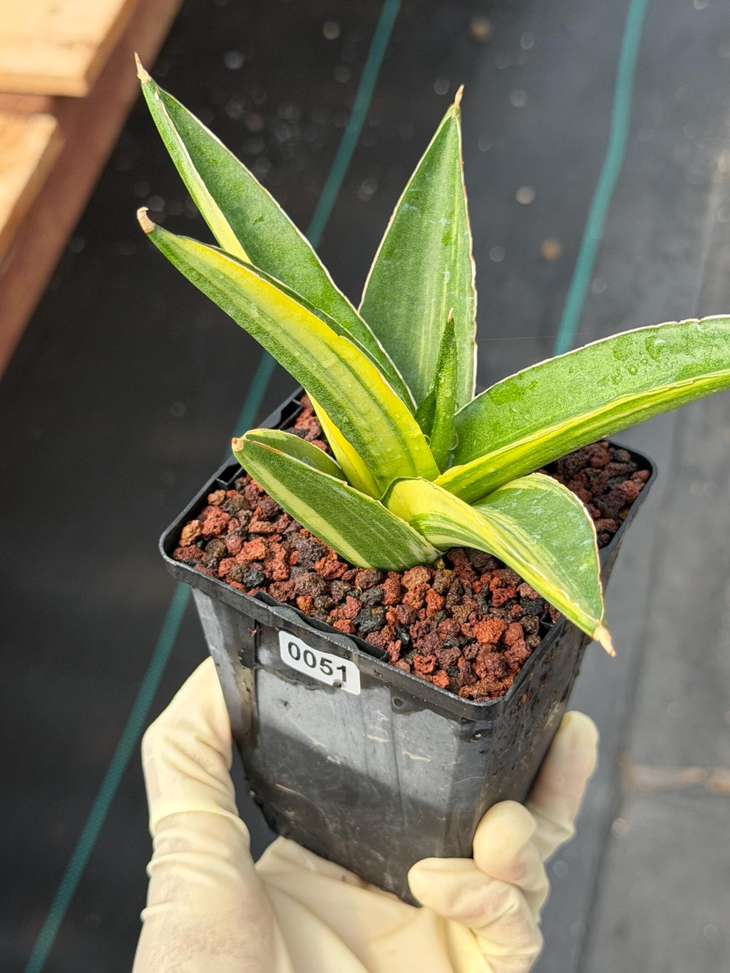 Variegated Sansevieria Suriyothai Rare Live Snake Plant – Exact Houseplant #51