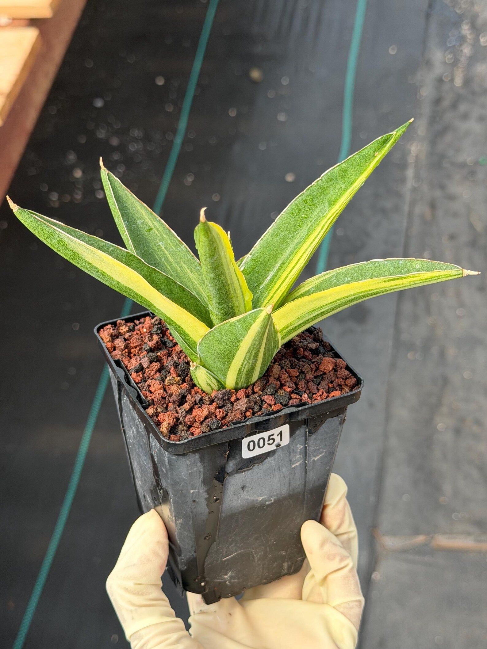 Variegated Sansevieria Suriyothai Rare Live Snake Plant – Exact Houseplant #51