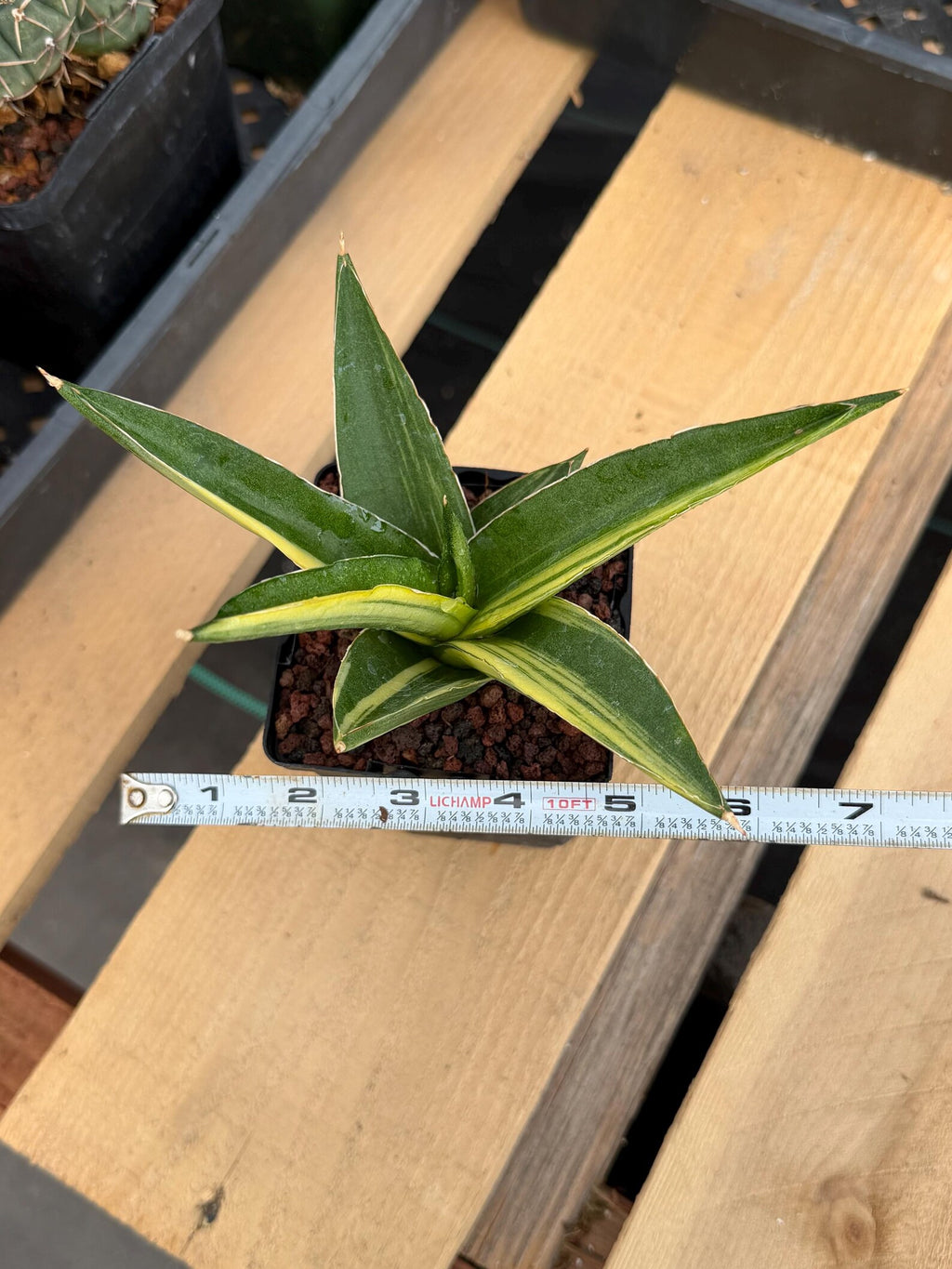 Variegated Sansevieria Suriyothai Rare Live Snake Plant – Exact Houseplant #51