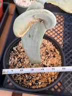Crested Euphorbia Slipper Plant Rare #377
