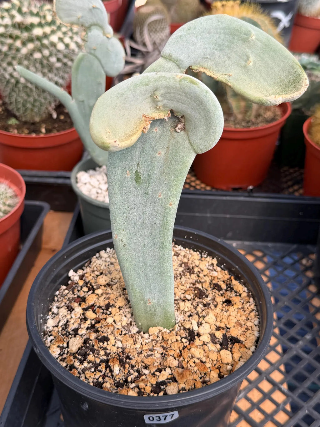 Crested Euphorbia Slipper Plant Rare #377