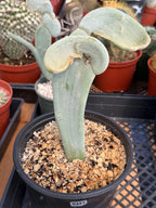 Crested Euphorbia Slipper Plant Rare #377