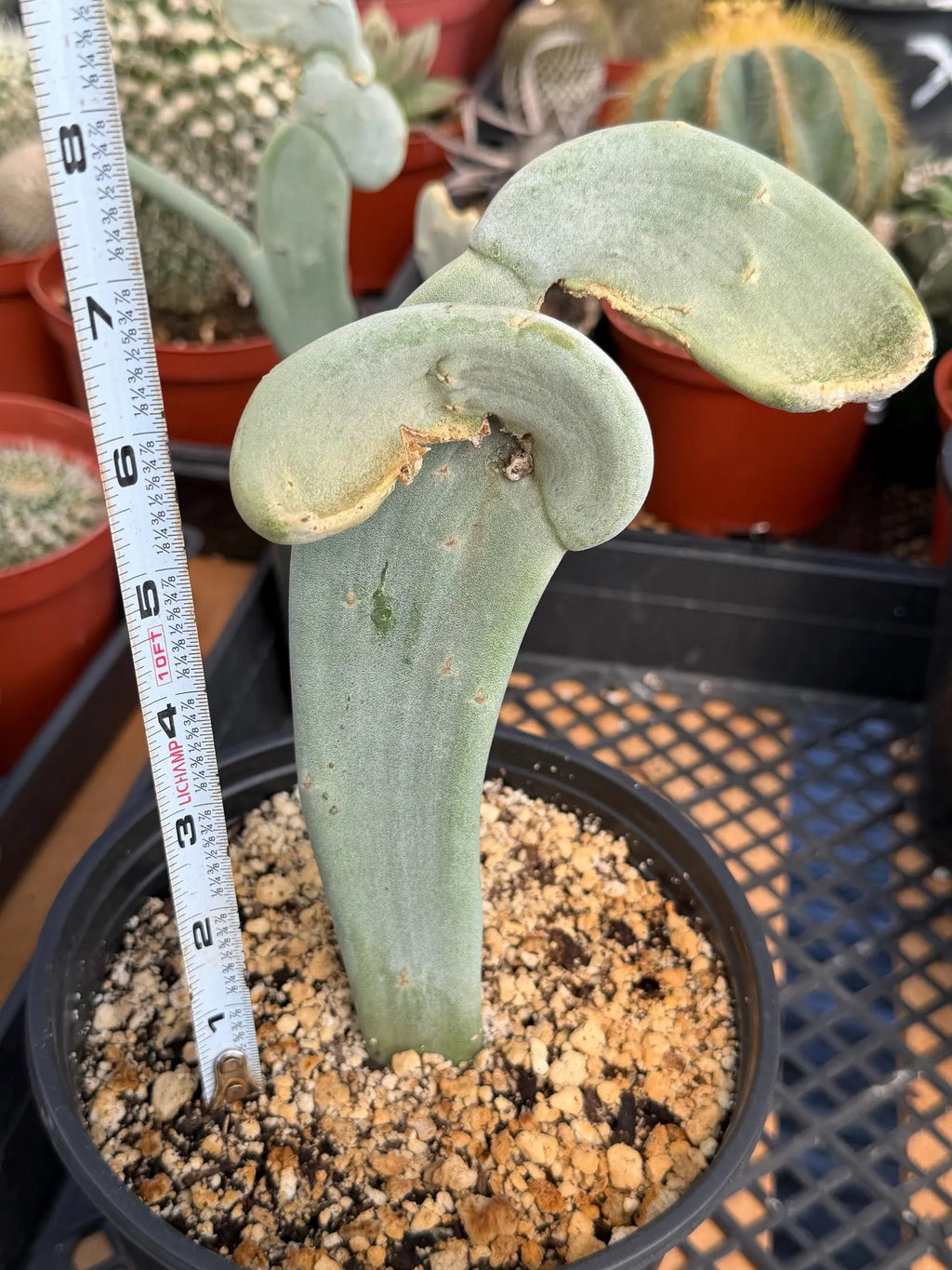 Crested Euphorbia Slipper Plant Rare #377