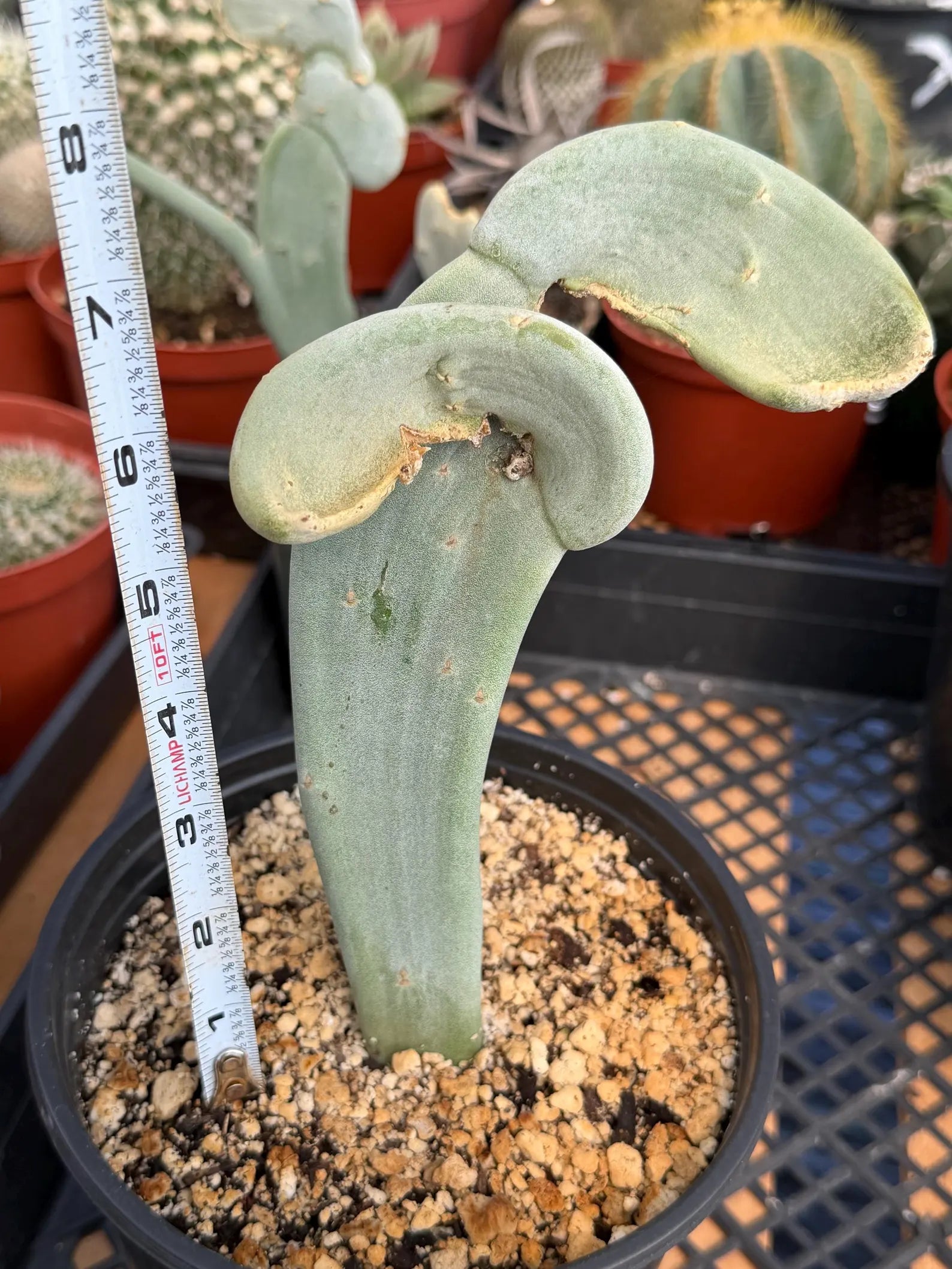 Crested Euphorbia Slipper Plant Rare #377