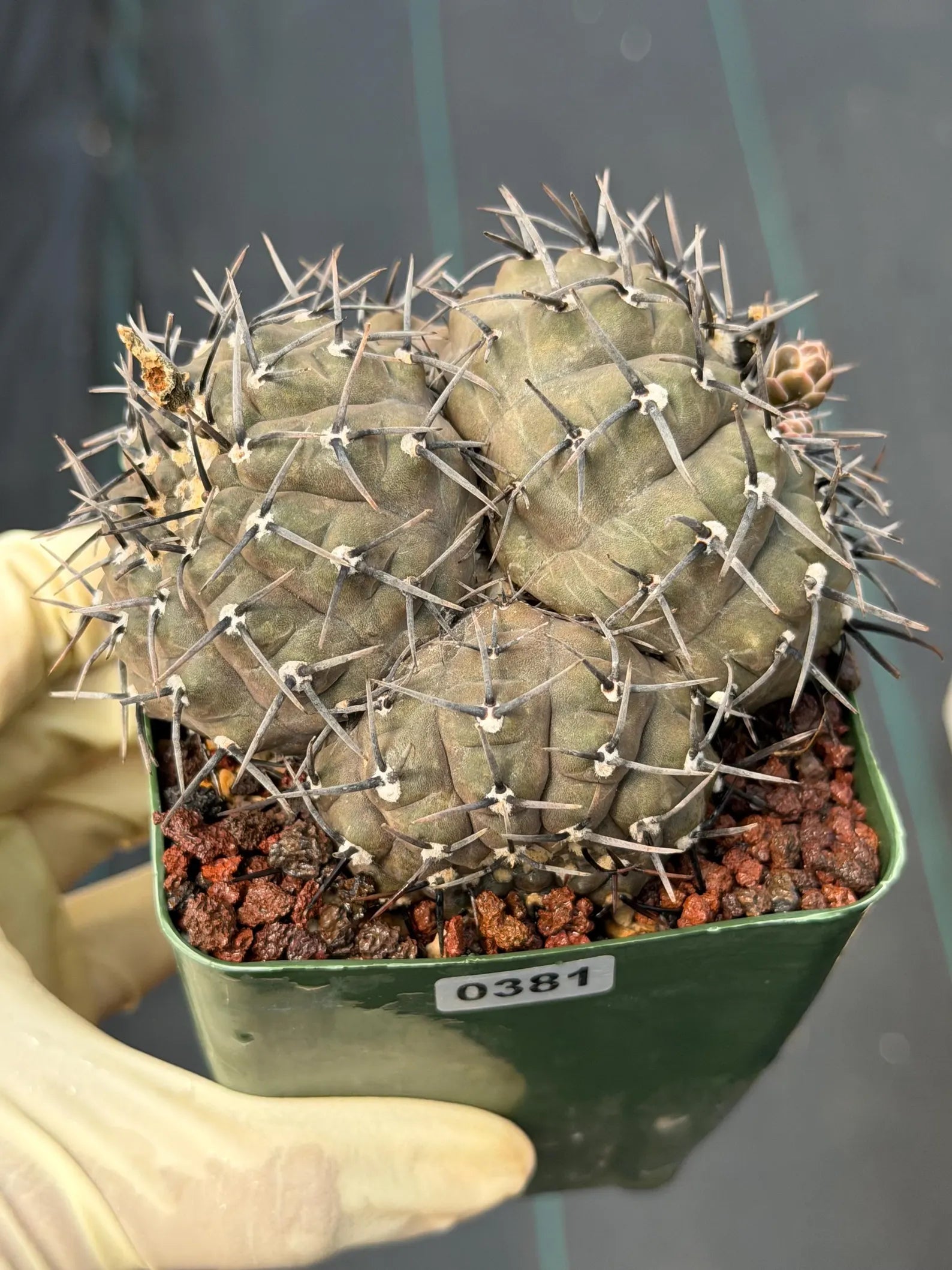 Gymnocalycium Bodenbenderianum Cluster | 4-Head Rare Cactus | Live Plant #381