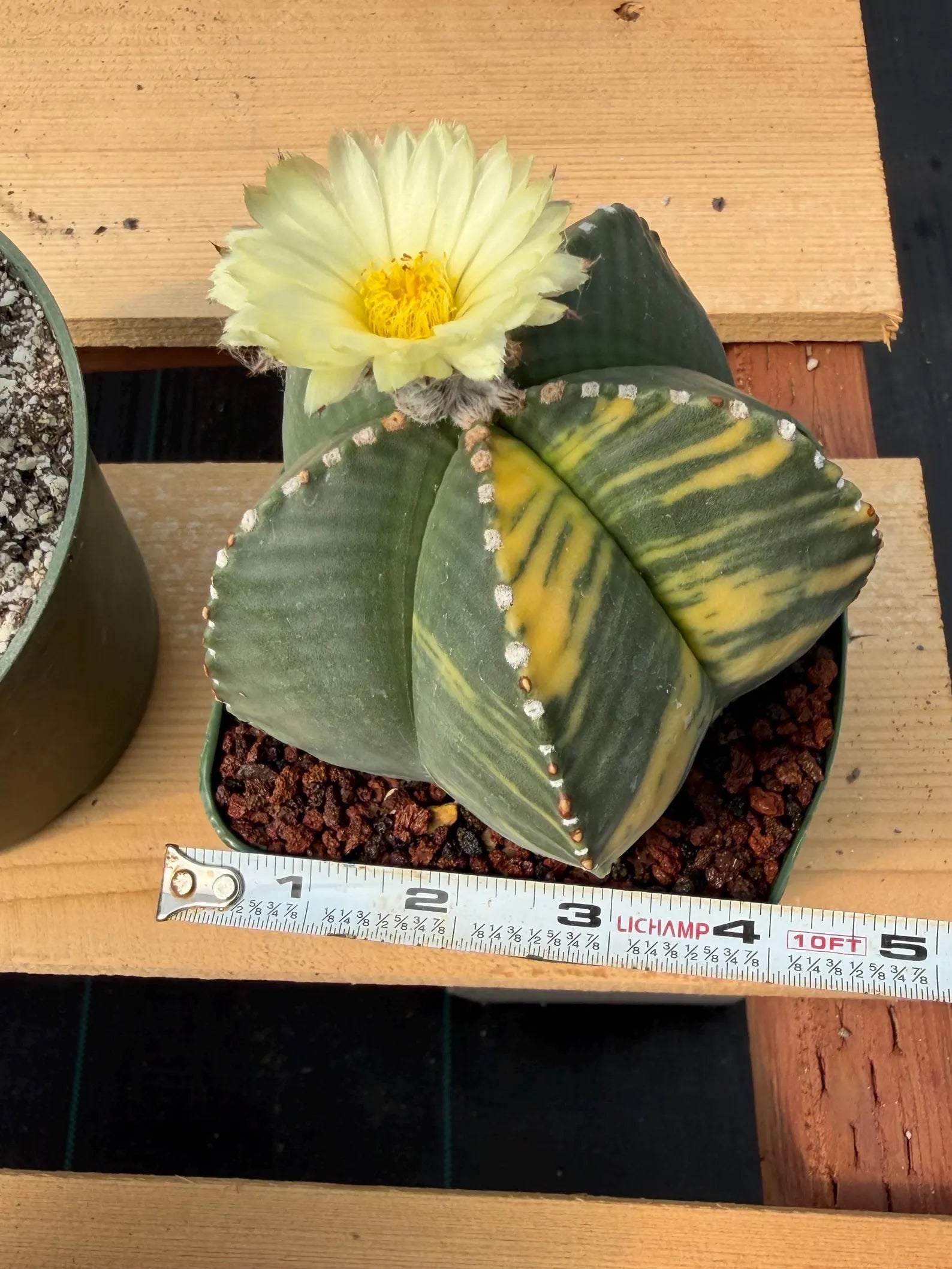 Variegated Astrophytum Myriostigma Rare Cactus – Live Plant #372