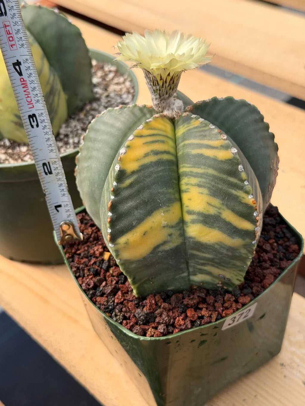 Variegated Astrophytum Myriostigma Rare Cactus – Live Plant #372