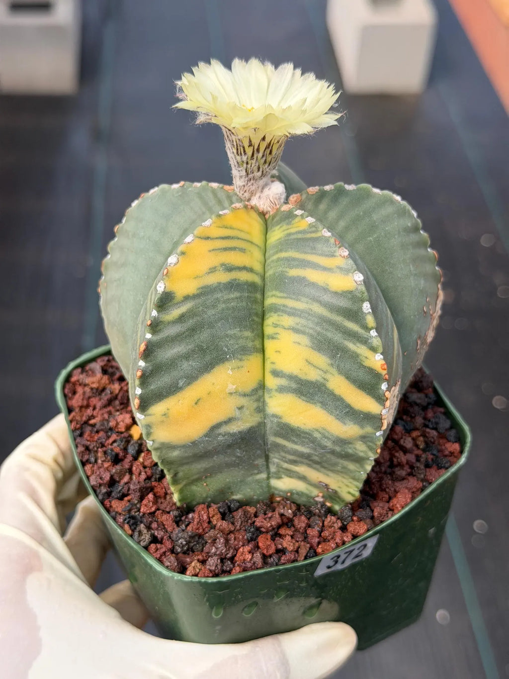 Variegated Astrophytum Myriostigma Rare Cactus – Live Plant #372