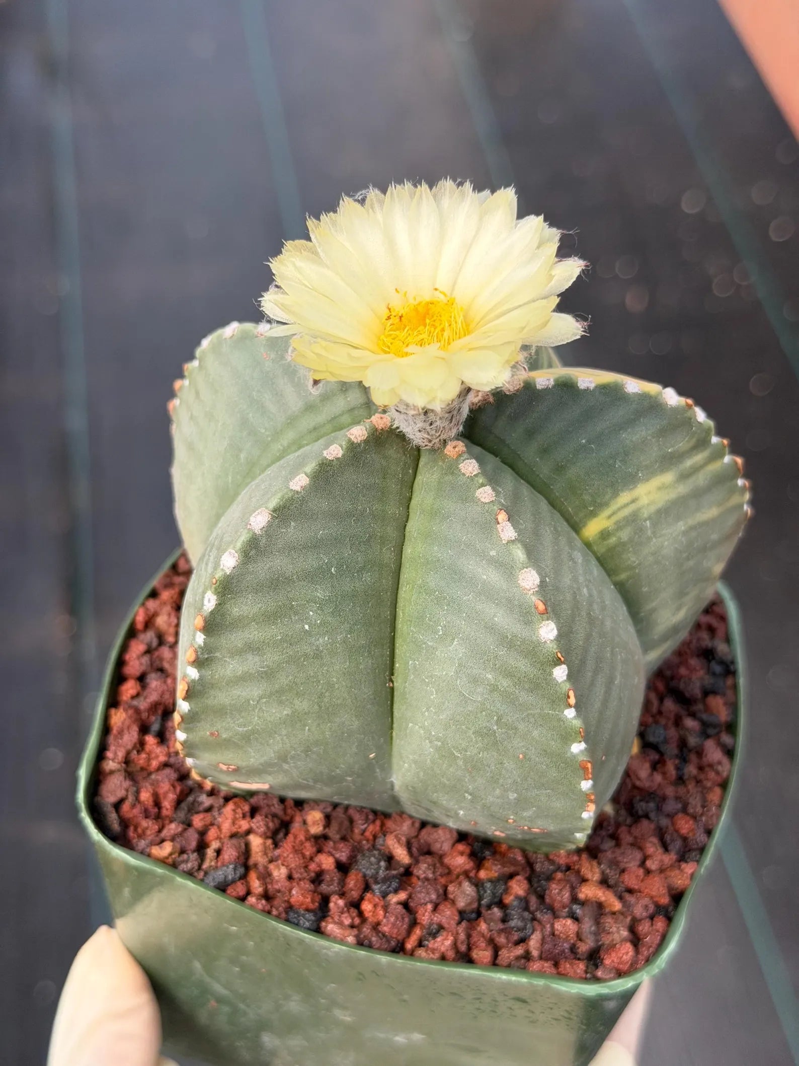 Variegated Astrophytum Myriostigma Rare Cactus – Live Plant #372