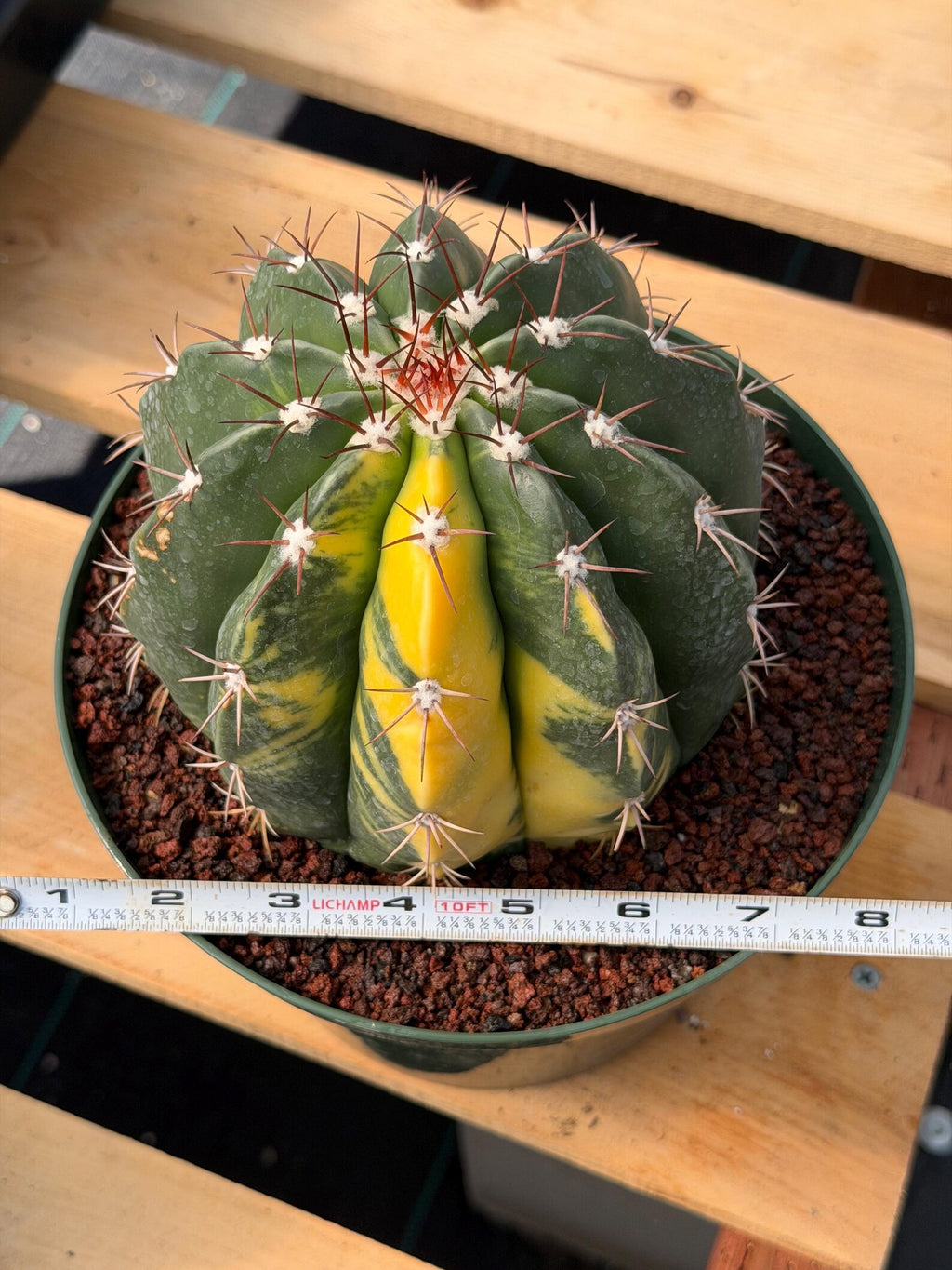 Variegated Melocactus #369 | Rare Live Cactus Specimen
