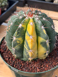 Variegated Melocactus #369 | Rare Live Cactus Specimen