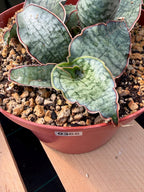 Sansevieria Silver Blue | Rare Silver Blue Snake Plant 366 | Easy Care Houseplant | Live Plant Pup