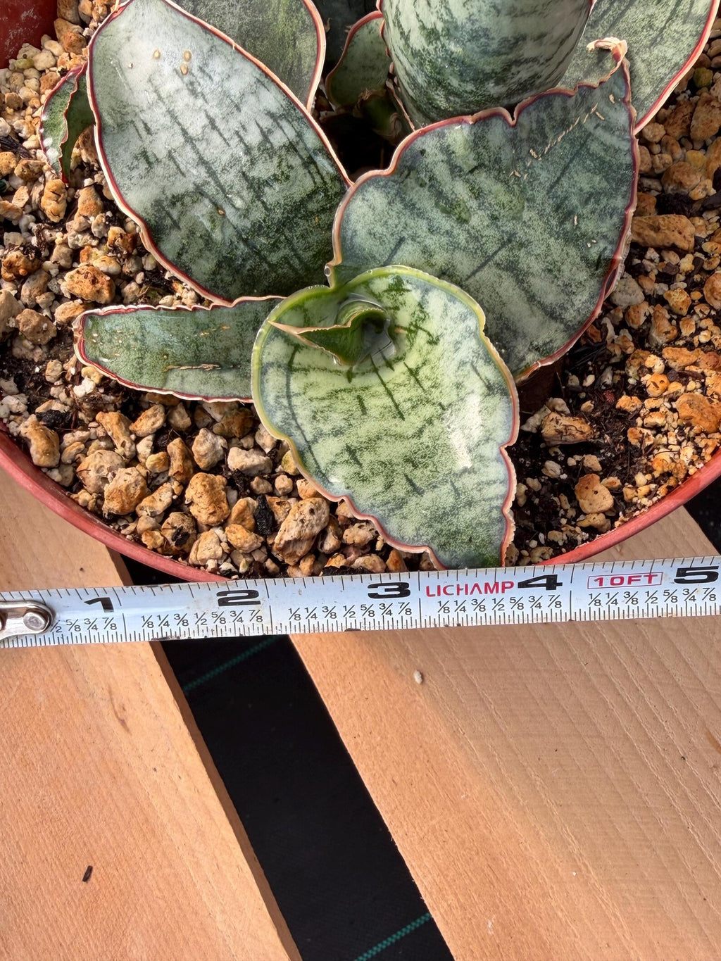 Sansevieria Silver Blue | Rare Silver Blue Snake Plant 366 | Easy Care Houseplant | Live Plant Pup