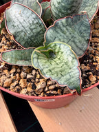 Sansevieria Silver Blue | Rare Silver Blue Snake Plant 366 | Easy Care Houseplant | Live Plant Pup