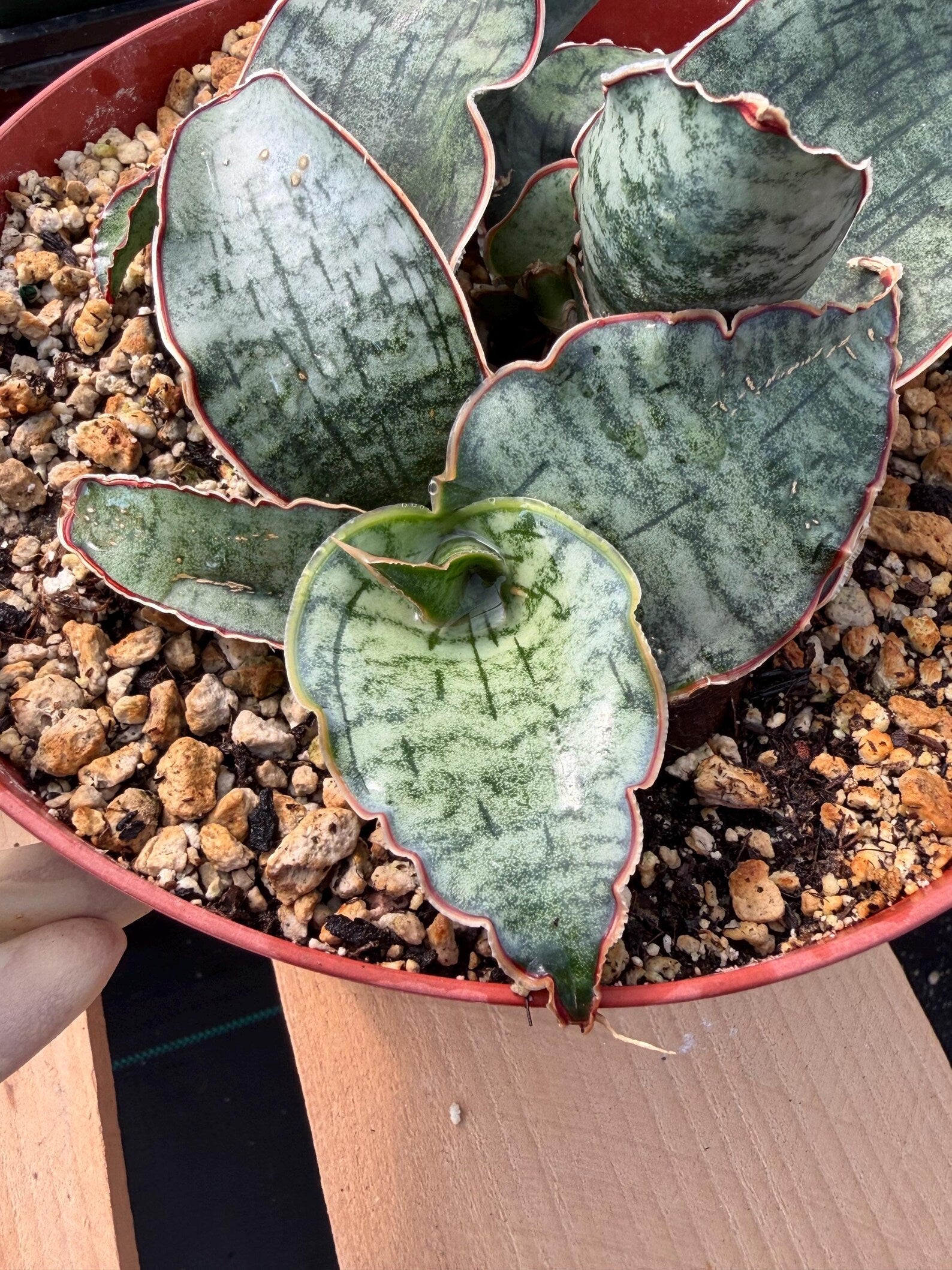 Sansevieria Silver Blue | Rare Silver Blue Snake Plant 366 | Easy Care Houseplant | Live Plant Pup