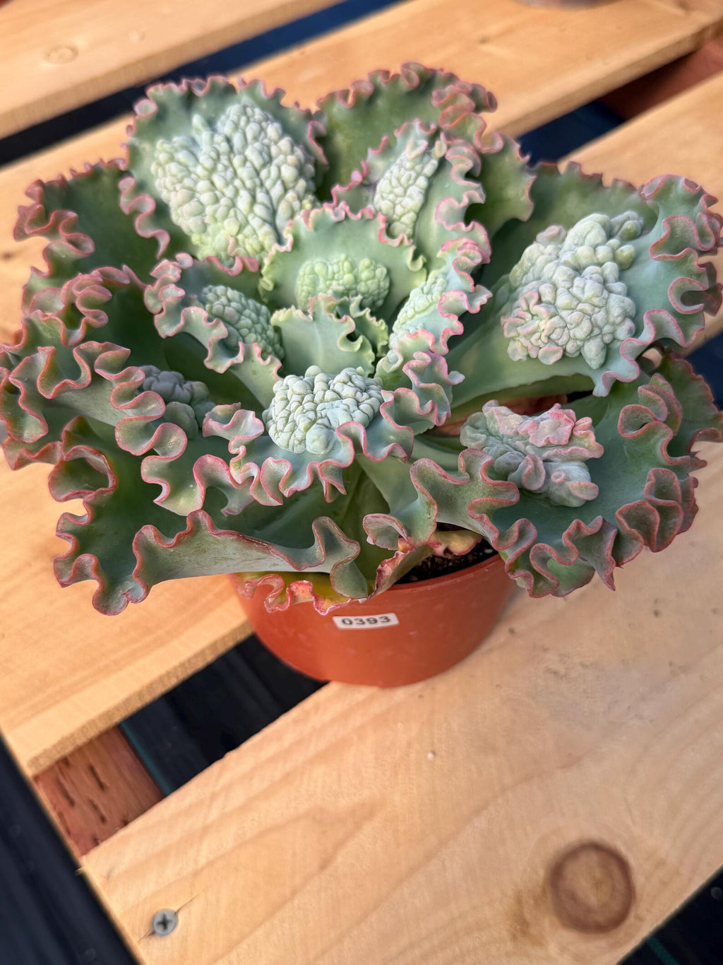6" Echeveria Sea Dragon #393 | Large Live Succulent Plant