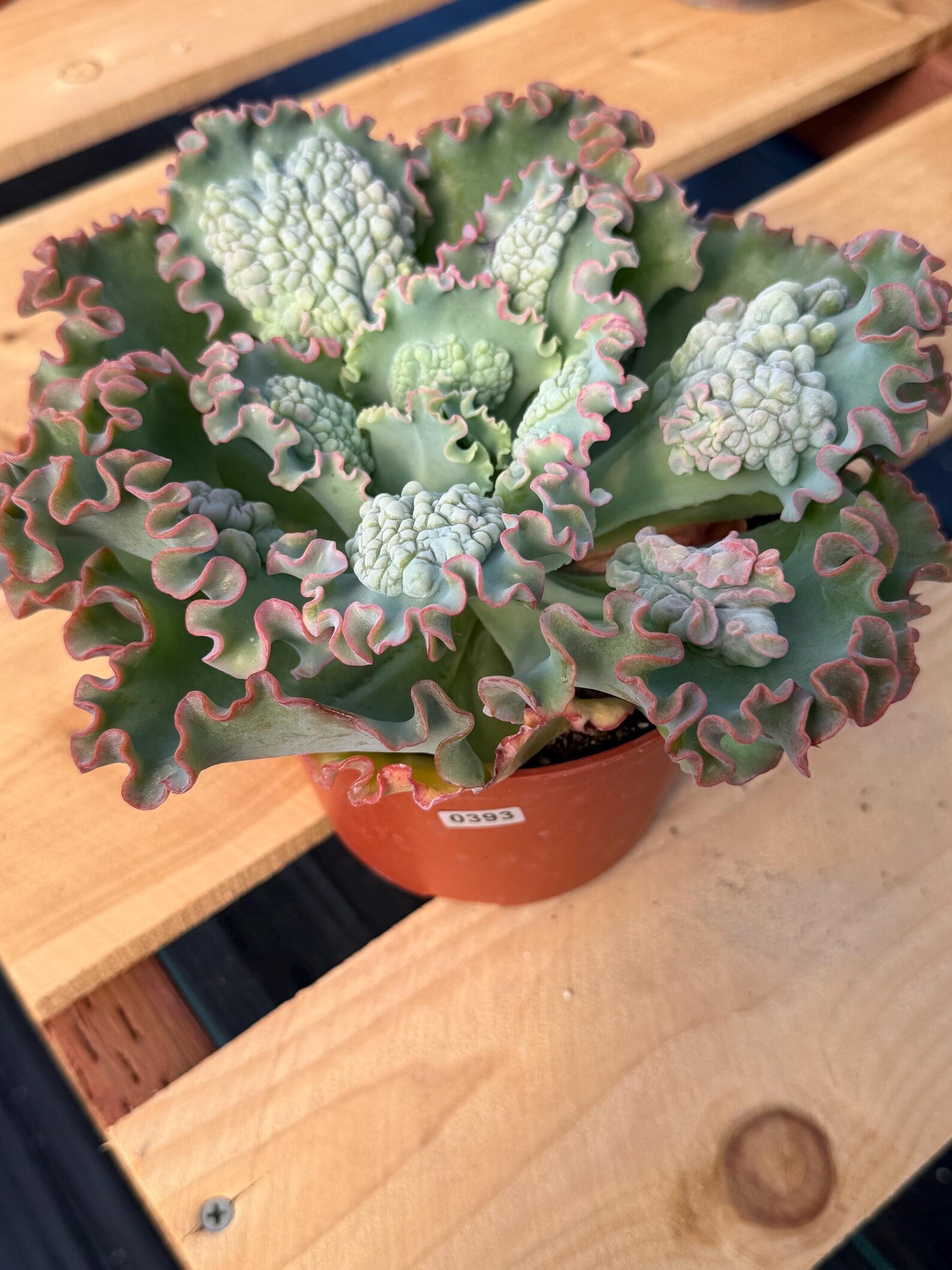 6" Echeveria Sea Dragon #393 | Large Live Succulent Plant