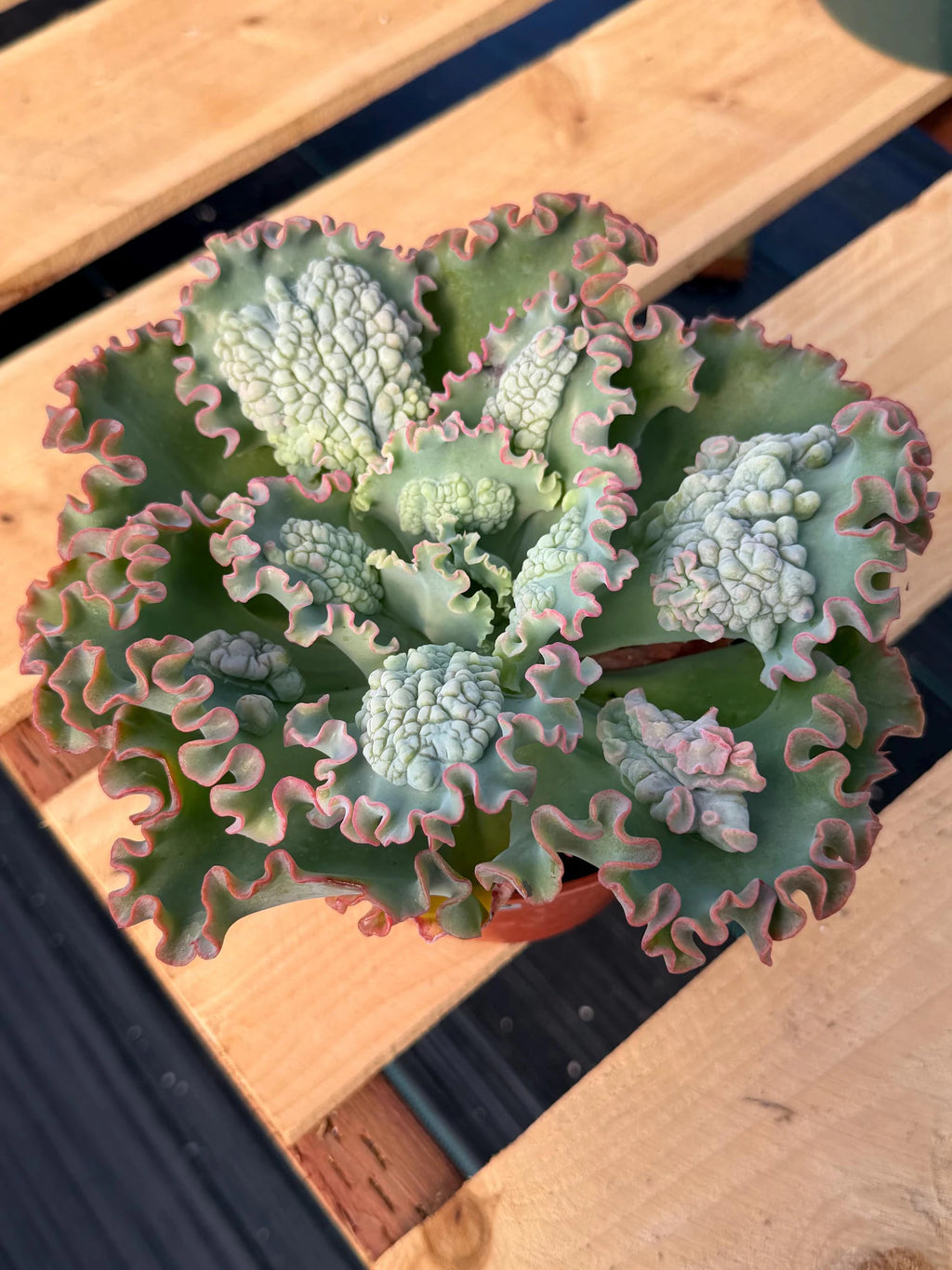 6" Echeveria Sea Dragon #393 | Large Live Succulent Plant